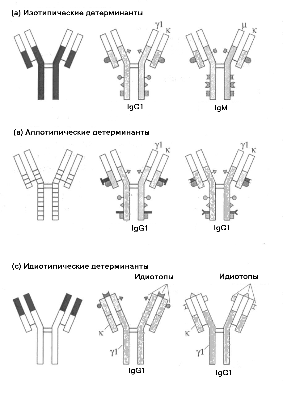 Панель иммуноглобулинов. Структура иммуноглобулинов аллотипы и идиотипы иммуноглобулинов. Изотип иммуноглобулинов определяется структурой. Изотипы аллотипы и идиотипы антител. Аллотипические детерминанты.