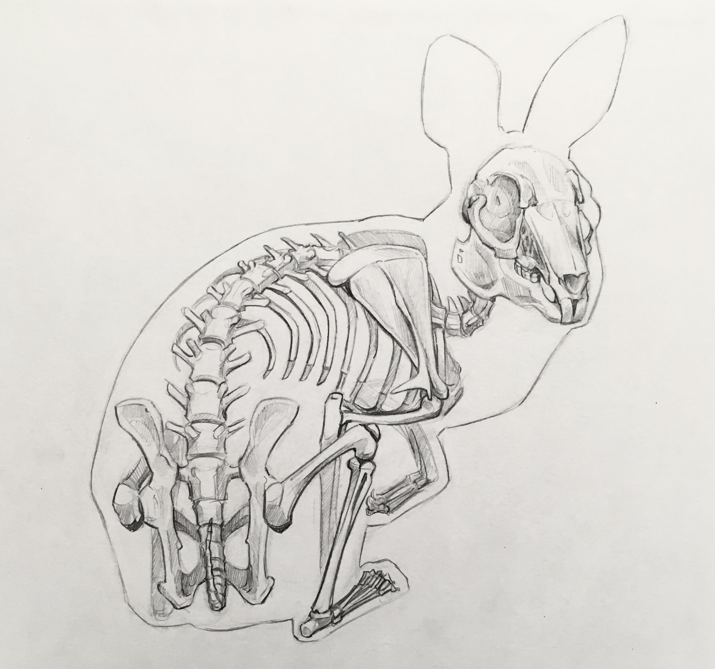Особенности строения скелета кролика. Рассмоьрите скелет кролика Найдиьн НГО отднлы. Скелет кролика референс. Скелет зайца анатомия. Анатомия кролика скелет.
