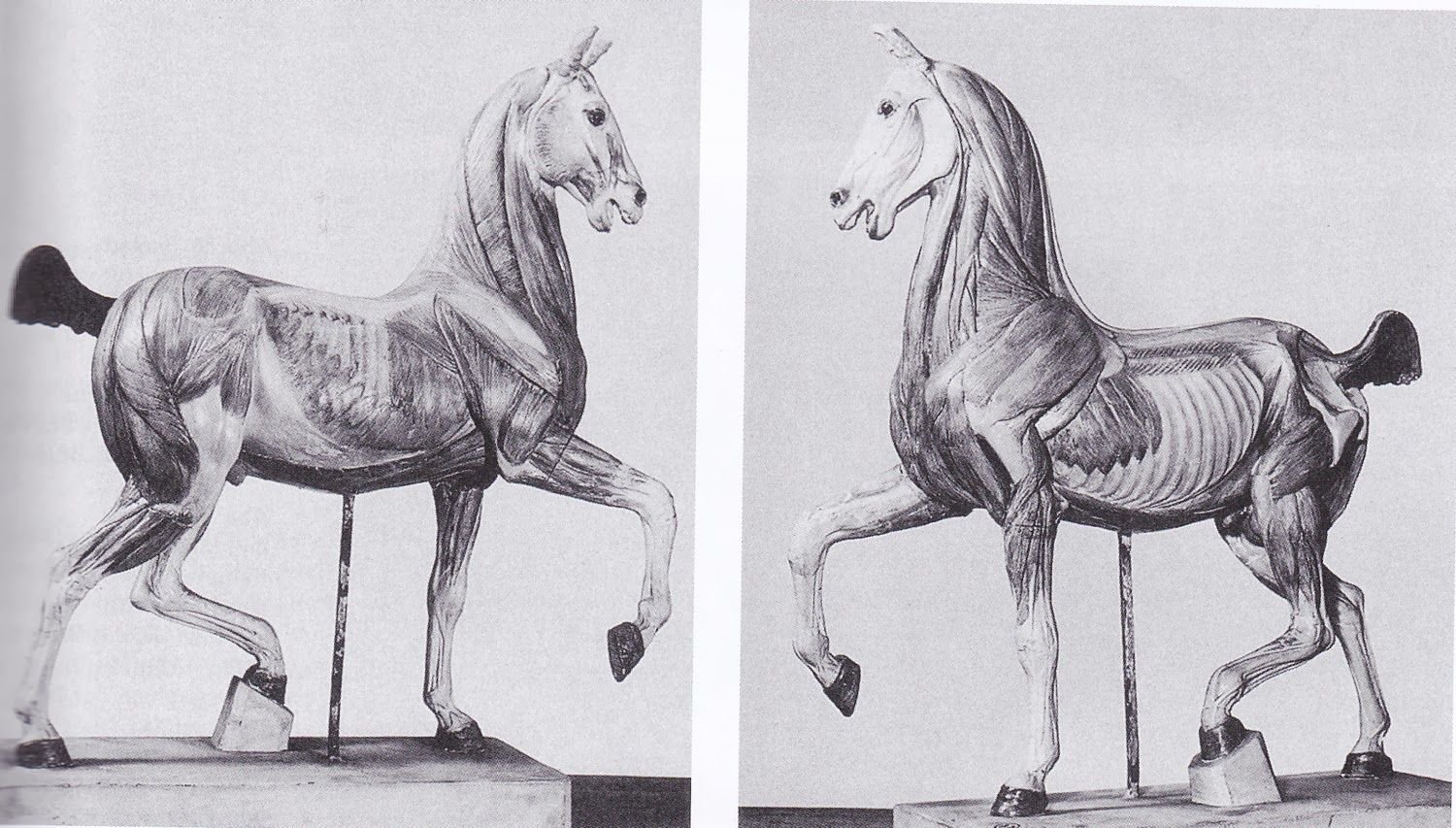 Телосложение лошади 5 букв. Анатомия лошади. Анатомия лошади для рисования. Анатомия лошади для художников. Лошадь скульптура анатомия.
