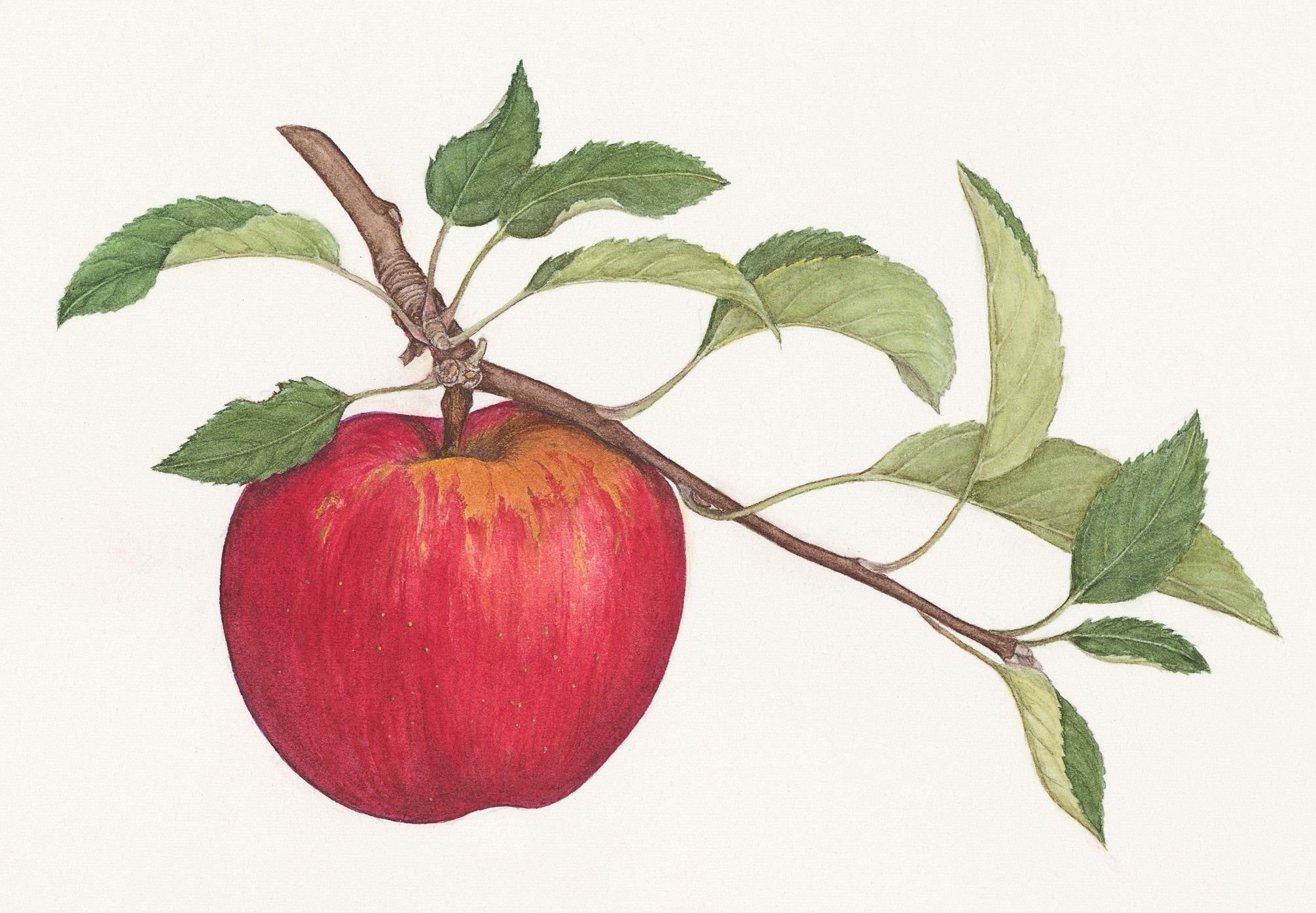 Салодкія яблыкі 6 клас. Яблоко рисунок. Яблоко с веточкой. Ветка яблони с яблоками. Яблоня рисунок.