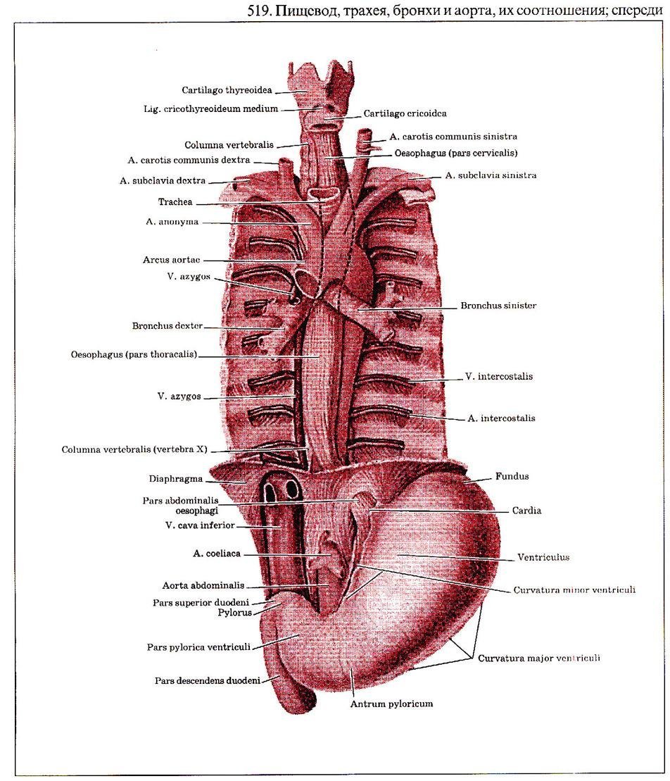 Пищевод и трахея расположение. Аорта и пищевод анатомия. Анатомия пищевода человека схема расположения. Расположение трахеи пищевода аорты. Пищевод рисунок.