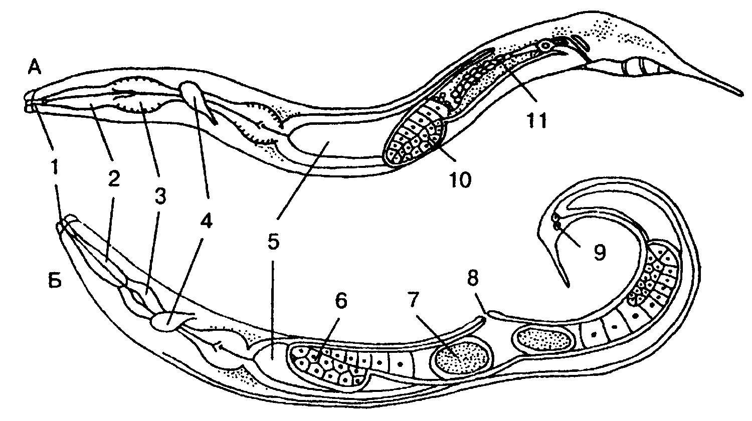 Круглый червь 8. Нематоды строение тела. Внутреннее строение аскариды человеческой. Строение нематоды круглых червей. Кутикула круглых червей строение.