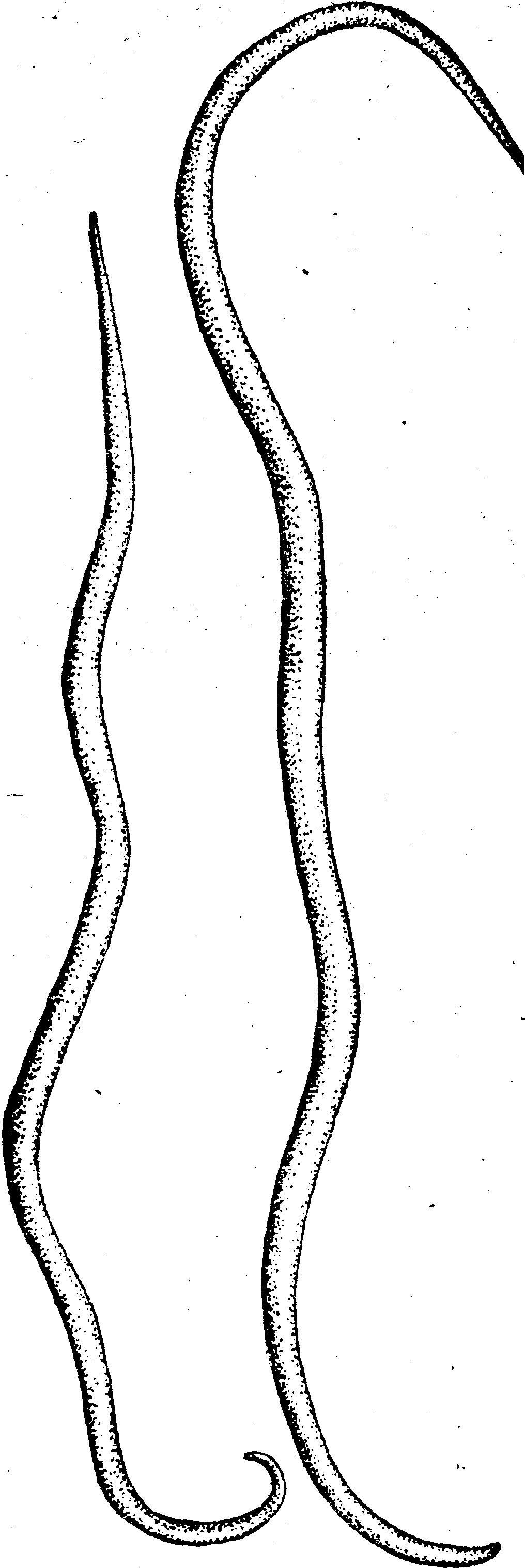 К какому типу животных относят аскариду. Круглые черви аскарида человеческая. Аскарида человеческая самка и самец. Внешний вид самки и самца аскариды. Тип кольчатые черви аскарида.