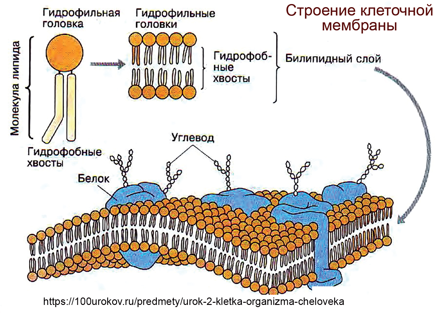Клеточная мембрана это молекулярная структура впр физика. Структура клетки плазматическая мембрана. Схема строения плазматической мембраны клетки. Строение фосфолипидов клеточной мембраны. Структура клеточной мембраны плазматическая мембрана.