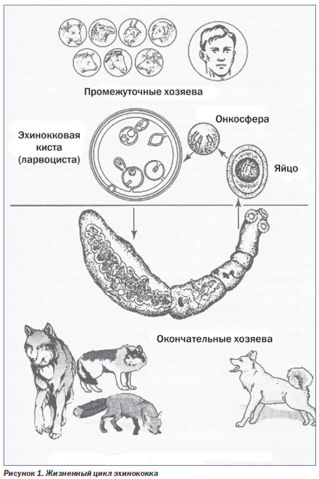 Онкосфера в кишечнике. Эхинококкоз цикл развития. Эхинококк Echinococcus granulosus жизненный цикл. Цикл развития эхинококка схема. Стадии жизненного цикла эхинококка.