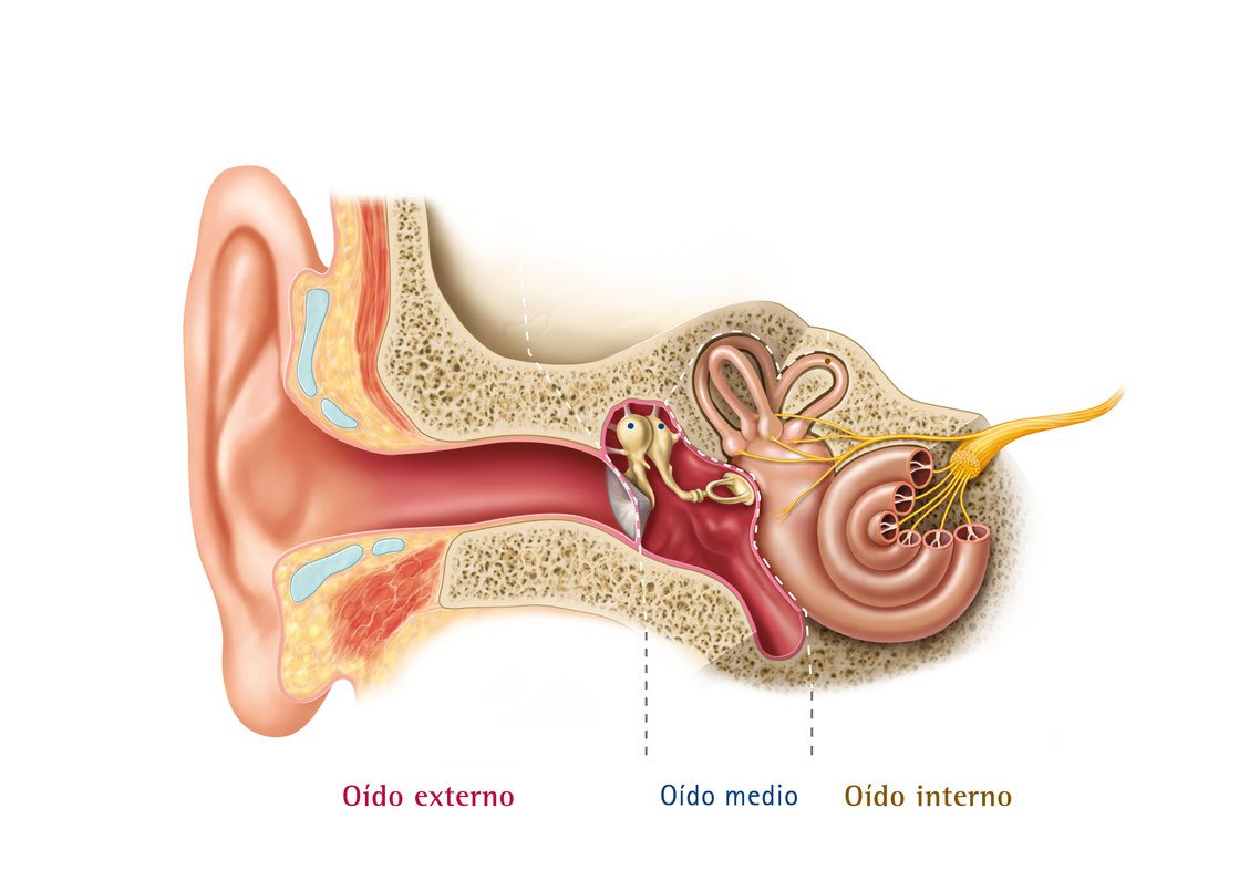 Барабанной перепонкой и внутренним ухом. Строение уха человека. Внутреннее ухо.