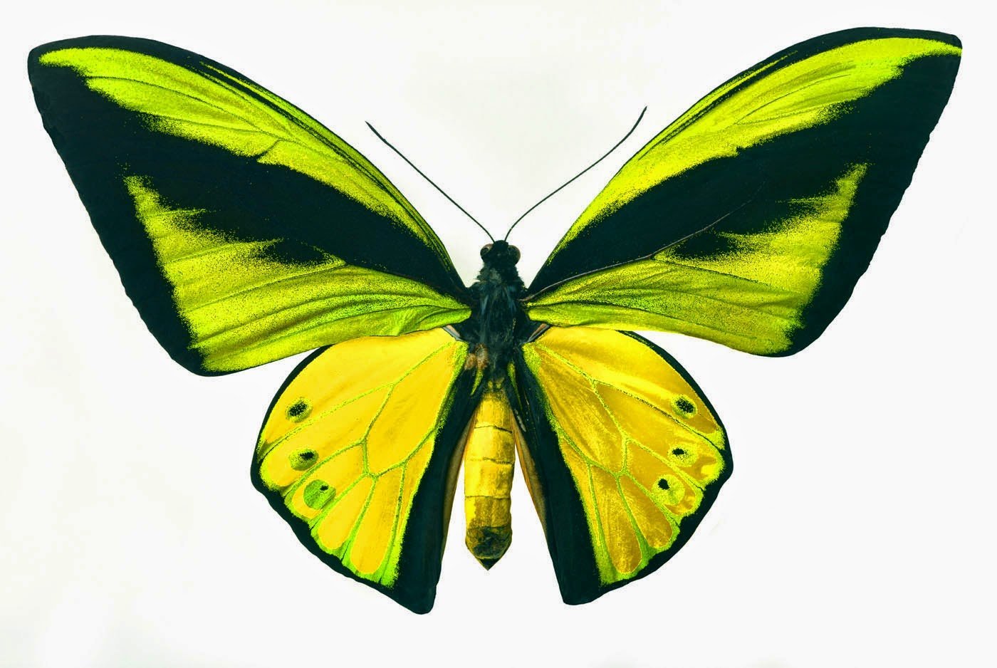 Желто зеленая бабочка. Бабочки. Яркие бабочки. Бабочки на белом фоне. Жёлтая бабочка.