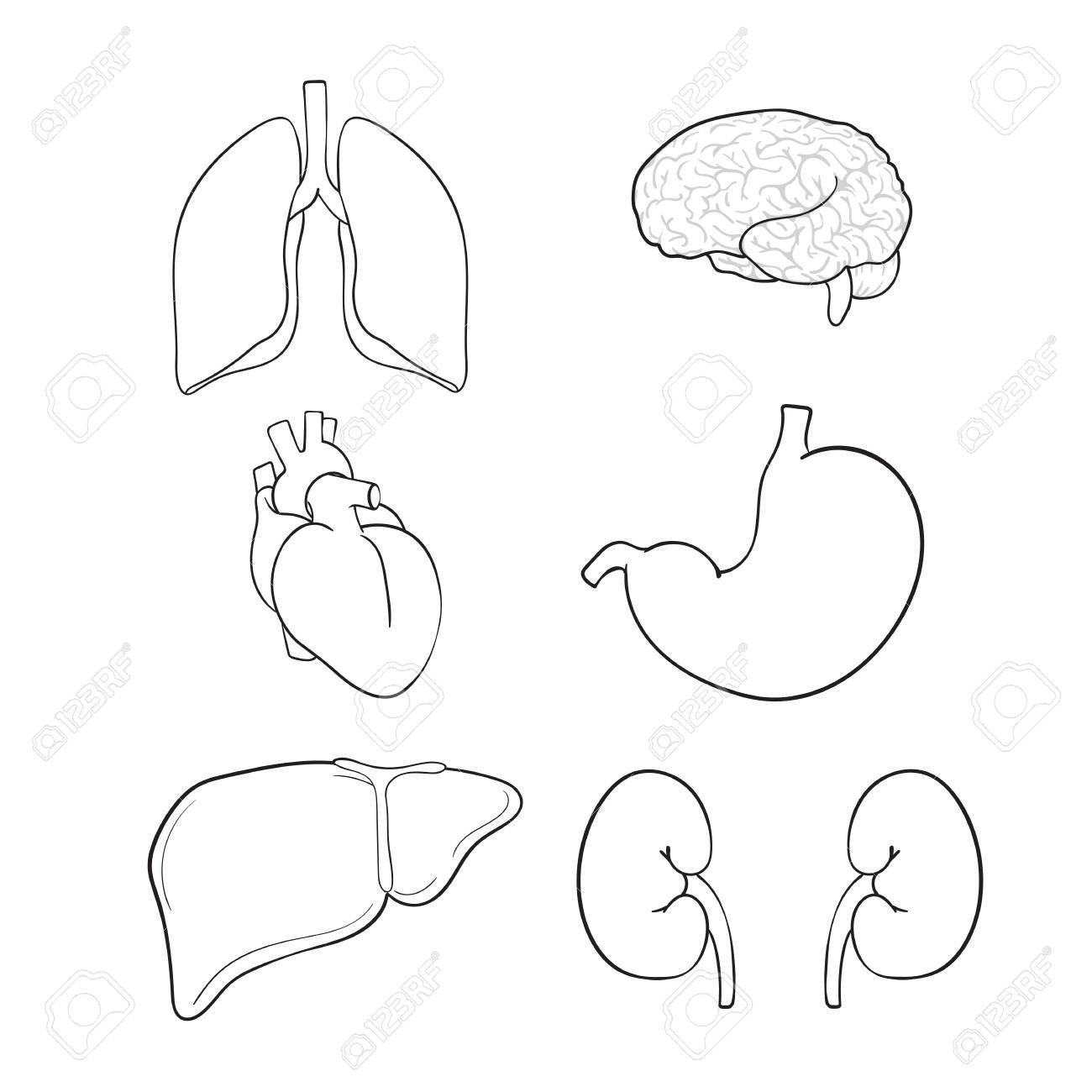 Желудок головной мозг печень. Контур человека с органами. Трафареты органов человека. Трафареты внутренних органов человека для детей. Орган рисунок.