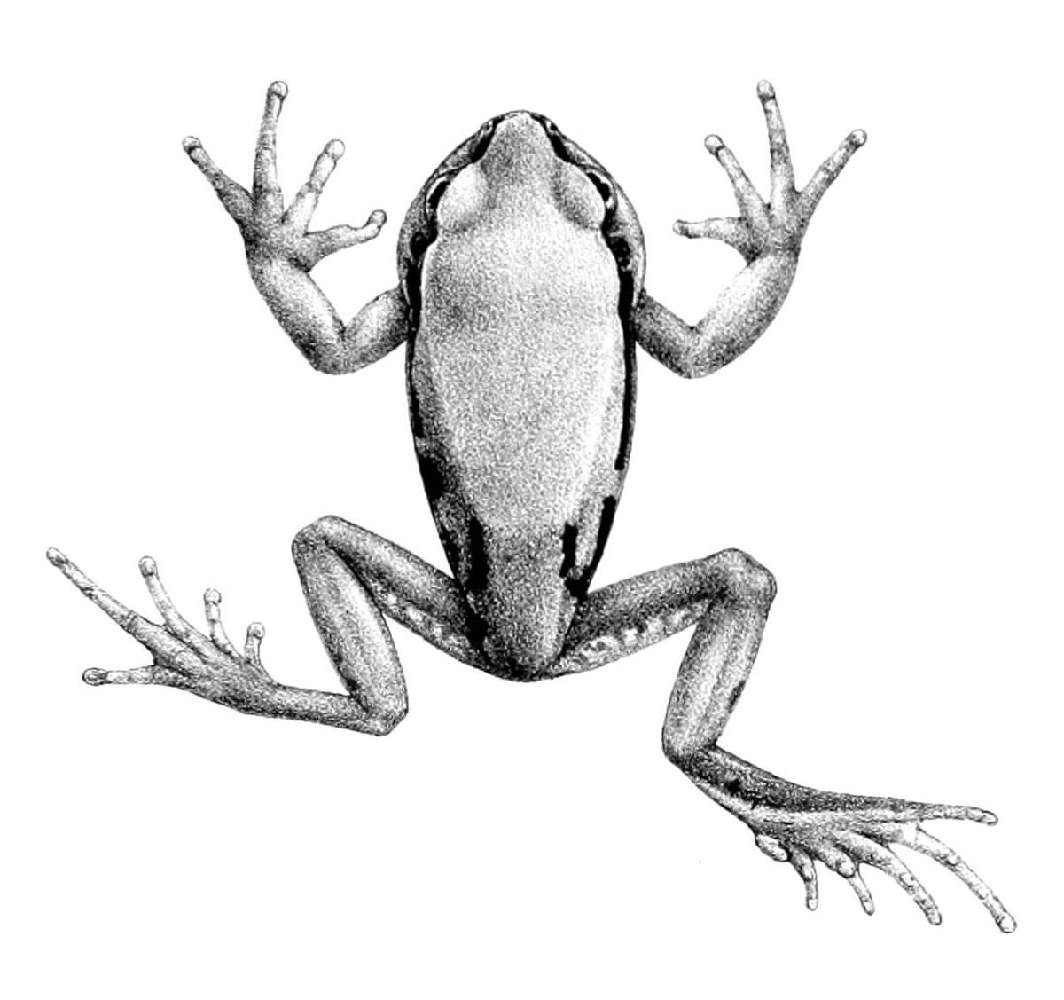 Перепонки между пальцами у земноводных. Пятипалые конечности у земноводных. Пятипалая конечность лягушки. Tanygnathus gramineus. Пальцы лягушки.