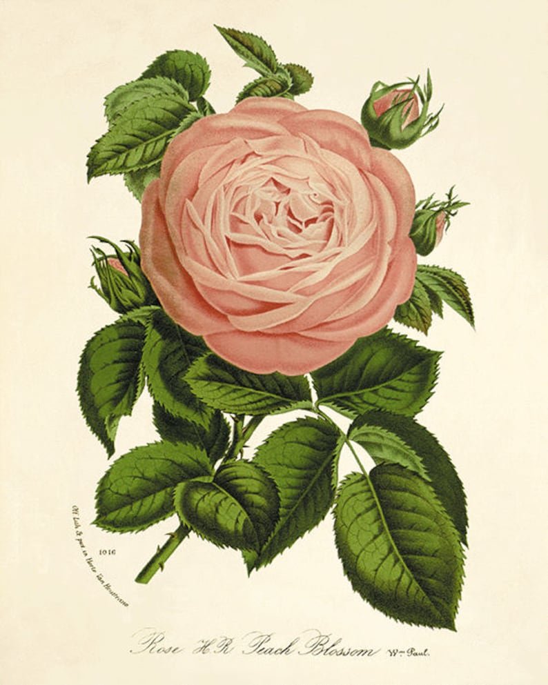 Роза ботанический рисунок