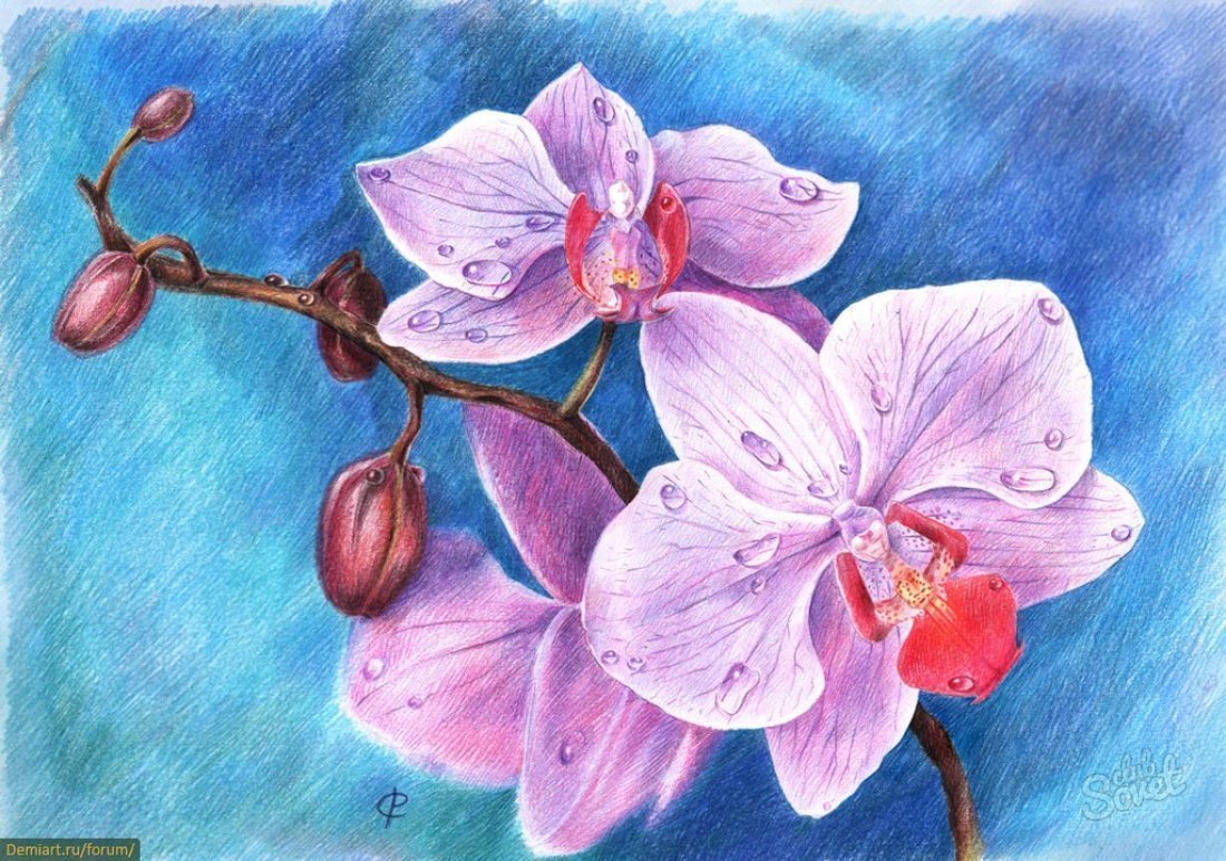 Рисовать picture. Цветы цветными карандашами. Орхидея рисунок. Рисунки цветными карандашами. Рисунок цветными карандашами цветы.