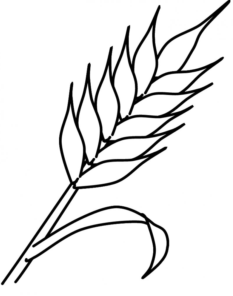 Пшеница для срисовки