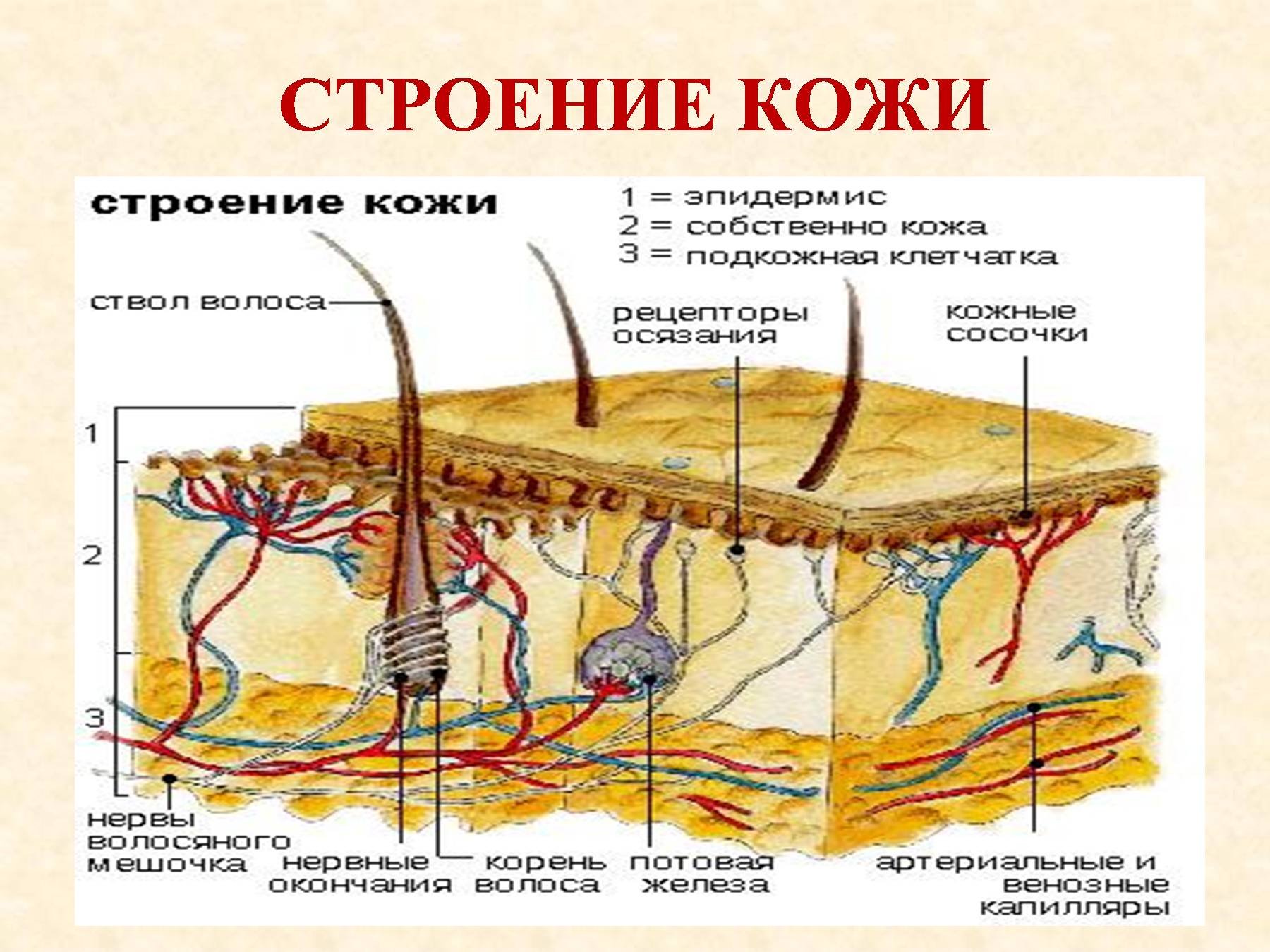 Биология покровы тела строение и функции кожи