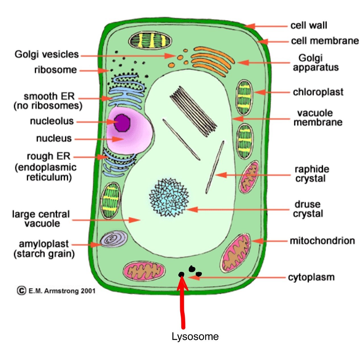 Растительные клетки названия. Схема растительной клетки с обозначениями. Схема растительной клетки 6 класс. Схема строения растительной клетки. Строение клетки Plant Cell.