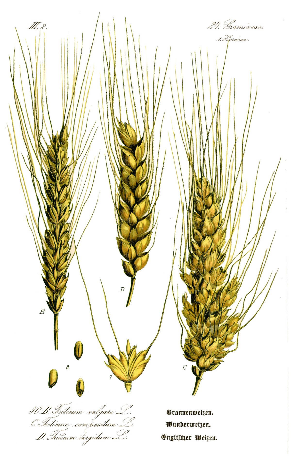 Строение цветка пшеницы рисунок