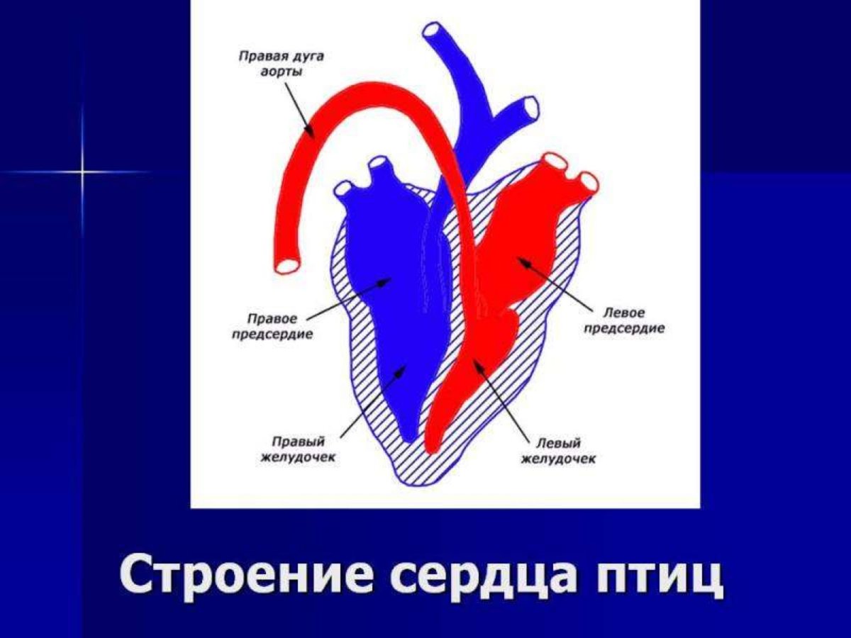 Сердце крокодилов состоит из камер. Схема строения сердца птиц. Строение сердца дуга аорты. Строение сердца птицы 7 класс биология. Сердце птиц.