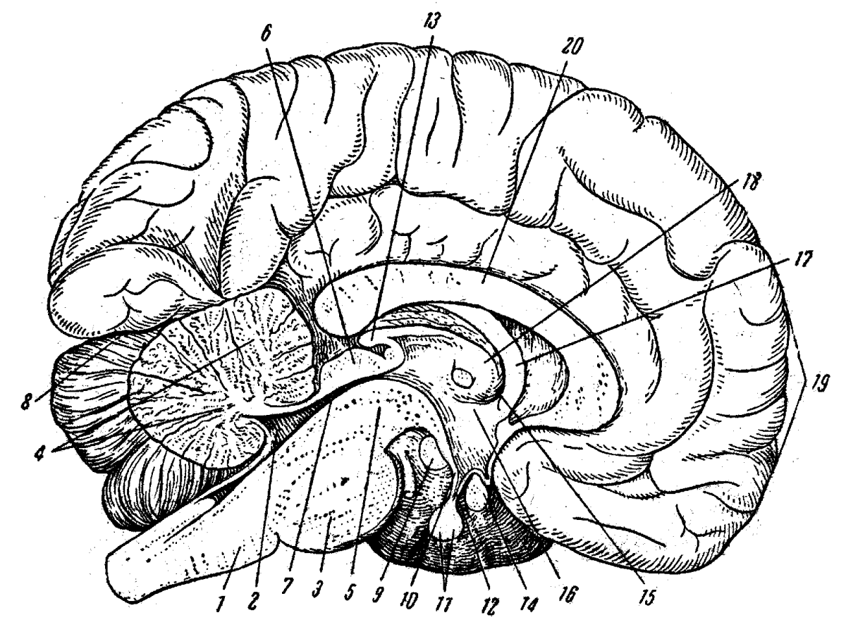 Головной мозг 7 класс. Сагиттальный срез головного мозга анатомия. Мозг в разрезе анатомия. Сагиттальный разрез мозга анатомия. Мозг Сагиатльный ращре.