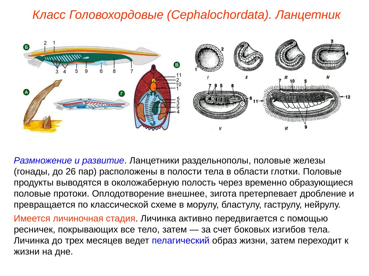 Строение ланцетника рисунок