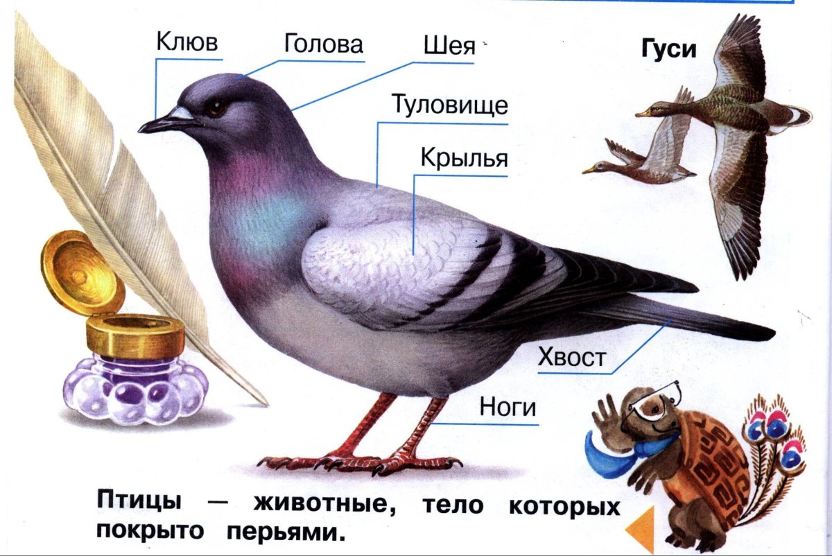 Строение тела птицы. Строение птицы 2 класс. Презентация птицы 1 класс. Строение птицы 1 класс.