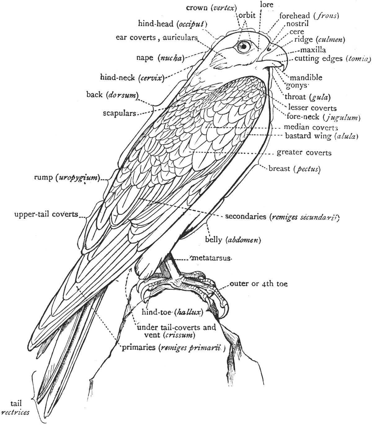 Рисунок внутреннее строение птицы