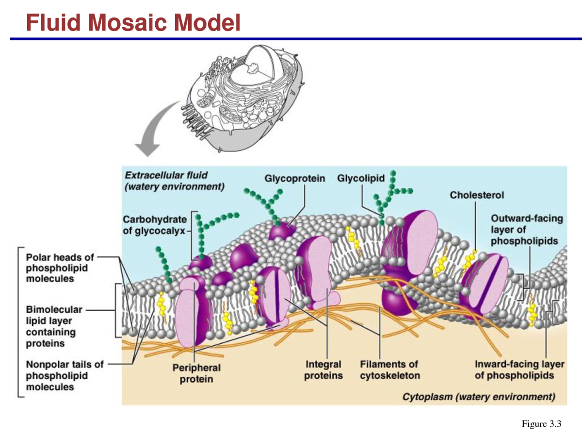 Жидко мозаичная модель плазматической мембраны. Мозаичная модель клеточной мембраны. Строение мембраны клетки человека. Клеточная мембрана человеческой клетки строение.