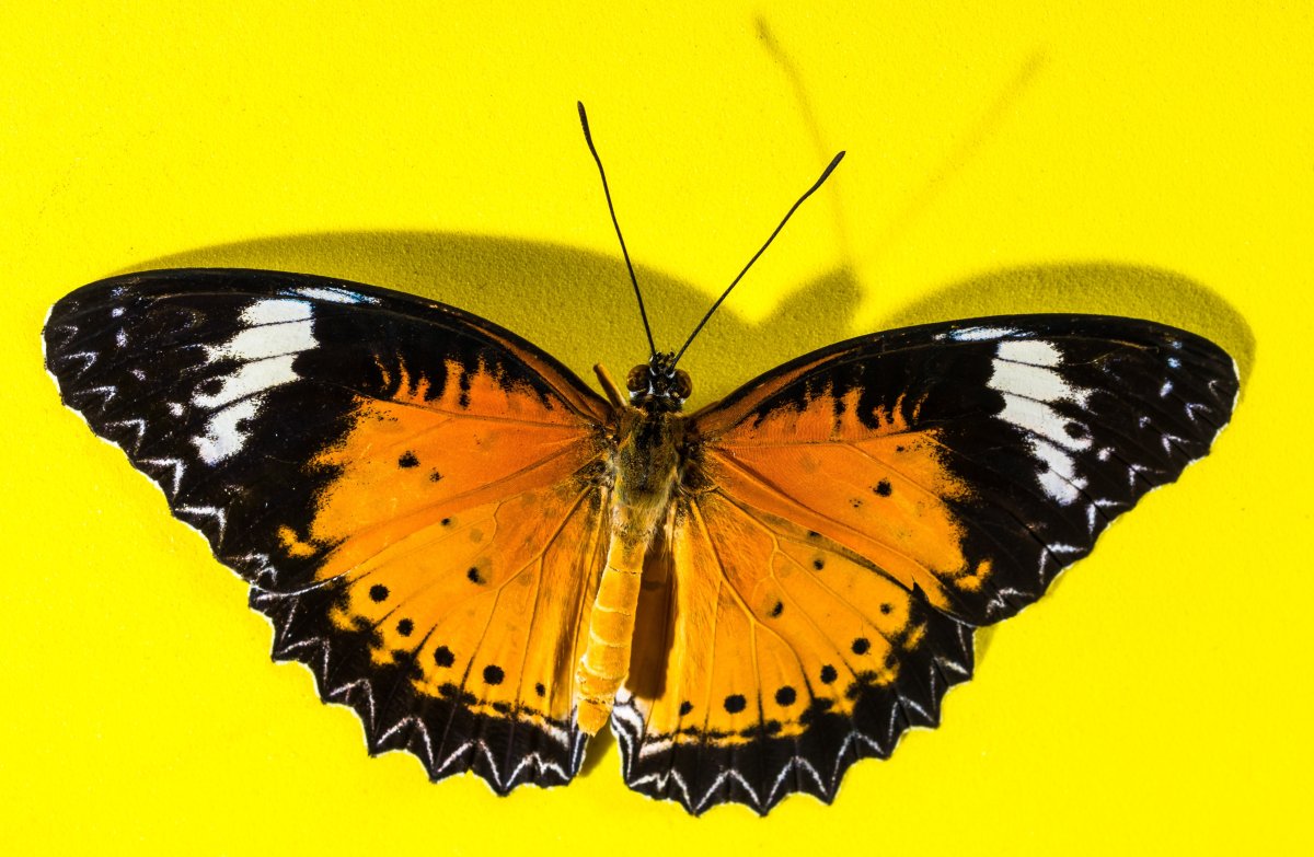 Большая бабочка желтая с черным рисунком