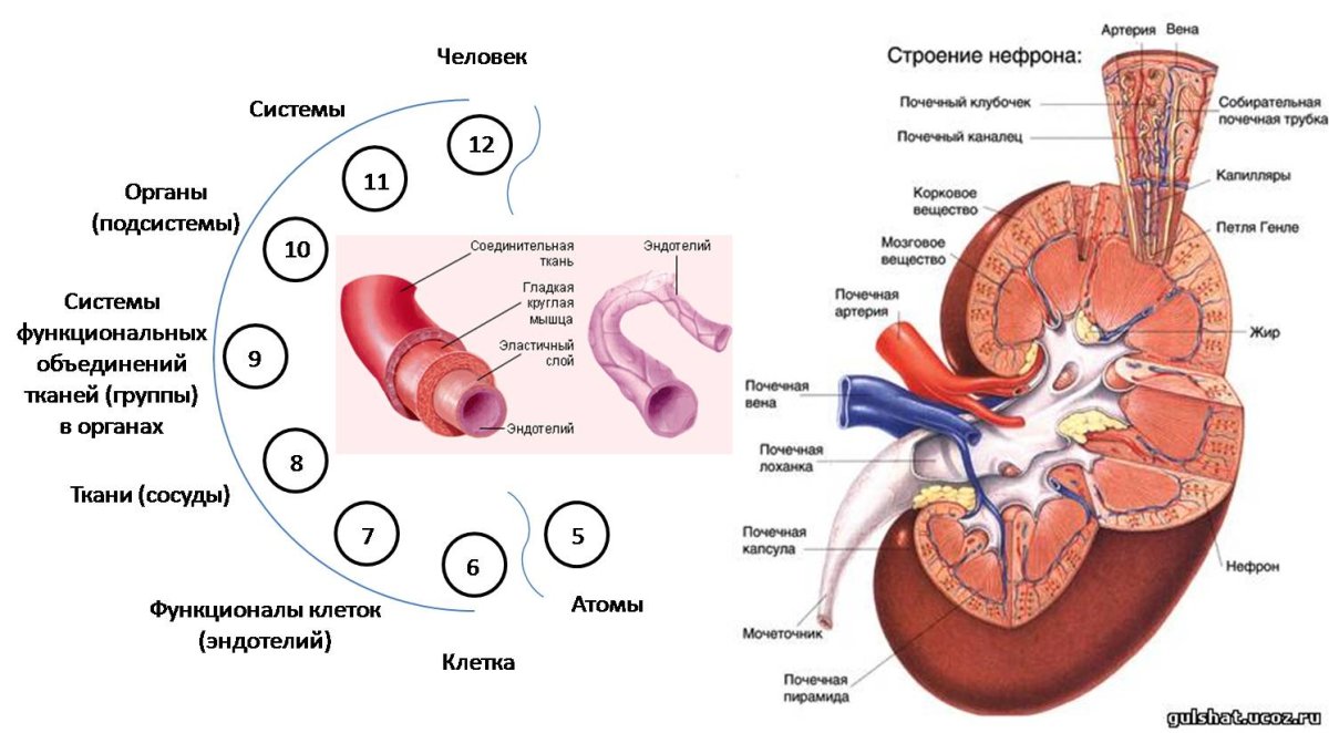 Рисунок строение почки человека