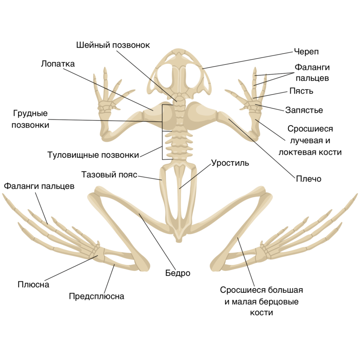 Скелет лягушки позвоночник. Строение скелета лягушки биология. Опорно двигательная система лягушки скелет. Схема строения скелета земноводных. Земноводных строение отделов скелета.