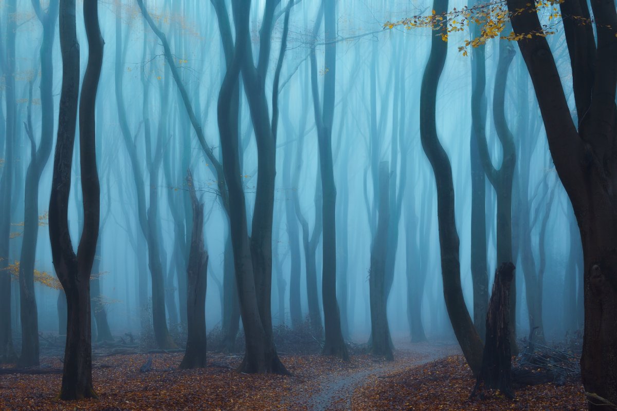 Рисунок туманный лес