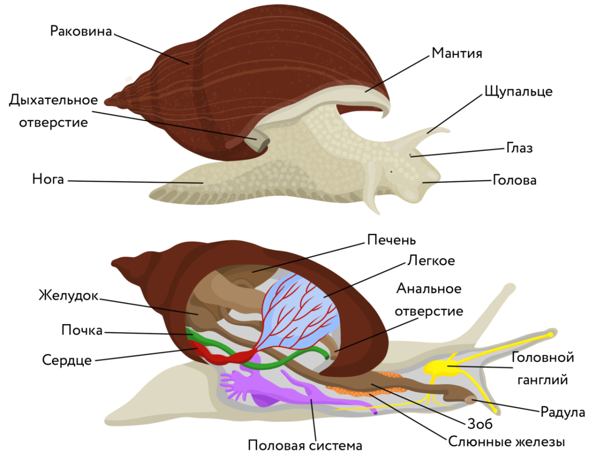 Тело моллюска имеет мантию. Строение прудовика. Внутреннее строение улитки прудовика. Тип моллюски прудовик строение. Внутреннее строение брюхоногого моллюска схема.