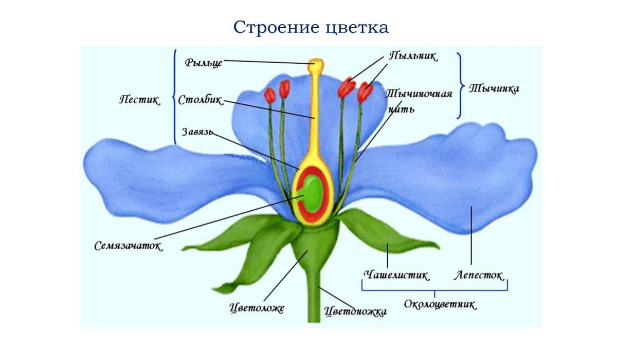 Строение тюльпана рисунок