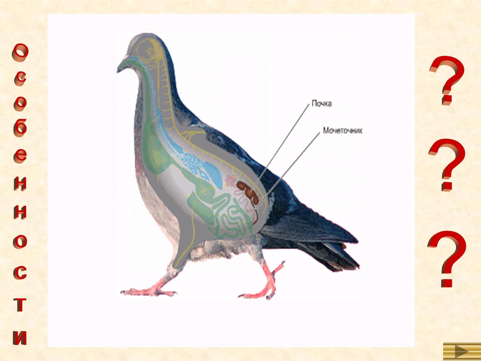 Класс птицы особенности внутреннего строения. Строение голубя. Внутреннее строение птиц. Внутреннее строение голубя. Внутреннее строение птицы биология.
