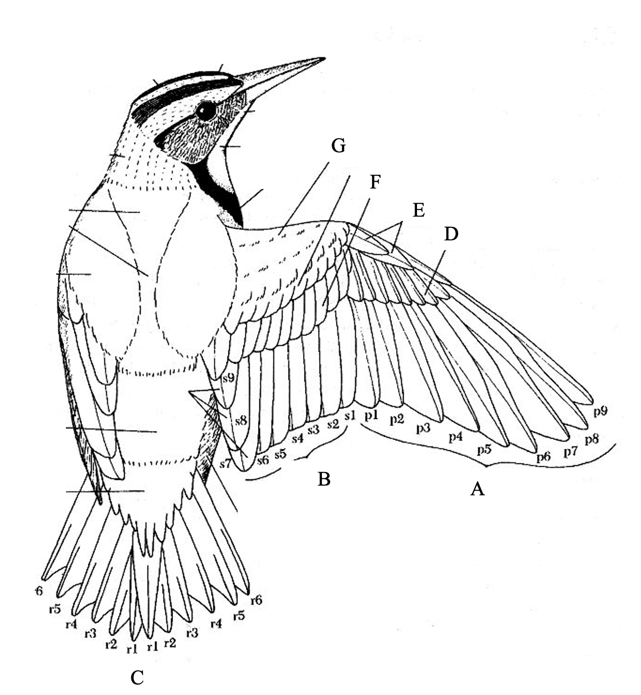 Типы крыльев у птиц. Схема внешнего строения птицы. Строение крыла птицы схема. Строение крыла птицы скелет. Строение скелета птицы дятла.