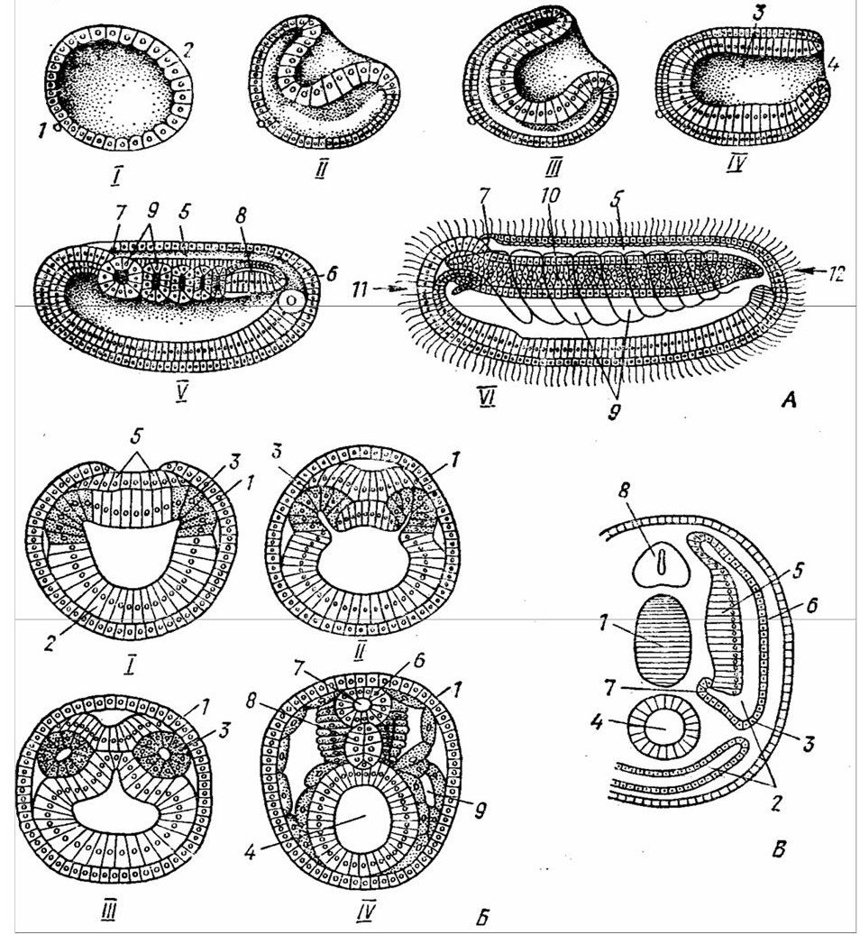 Схема эмбриогенеза ланцетника название какой его стадии