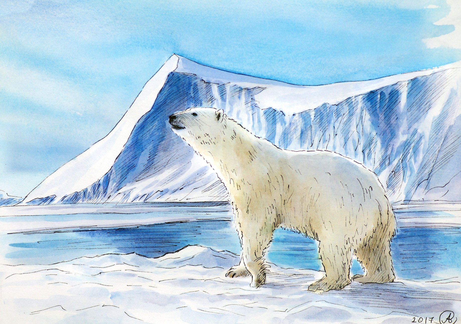 Рисунок от южных морей до полярного края. Арктическая пустыня России белый медведь. Полярный (Арктический и антарктический) климат. Арктика рисунок. Животные северных широт.