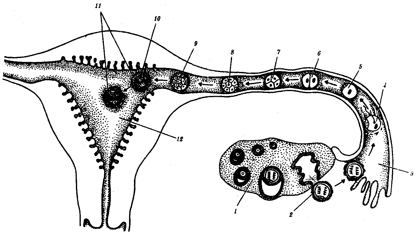 Женские половые органы животных. Схема овуляции оплодотворения дробления имплантации. Схема оплодотворения яйцеклетки. Эмбриогенез яичника.