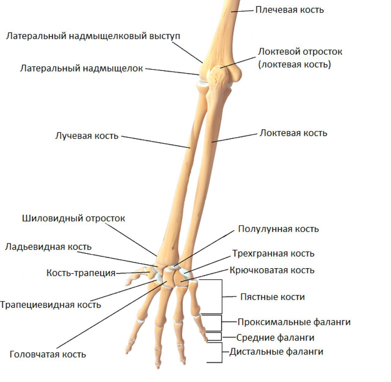 Предплечье на скелете. Лучевая кость предплечья строение. Кости предплечья и кисти их строение и соединения. Лучевая кость руки строение. Строение костей предплечья и кисти анатомия.
