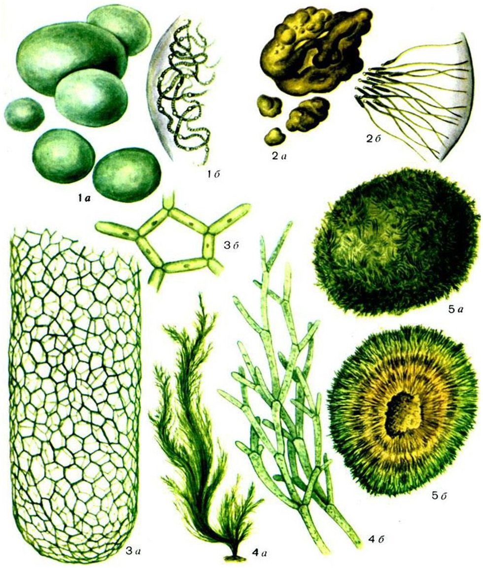 Одноклеточные низшие водоросли. Кладофора водоросль. Отдел жёлто-зелёные водоросли (Xanthophyta). Многоклеточные цианобактерии. Xanthophyta водоросли.