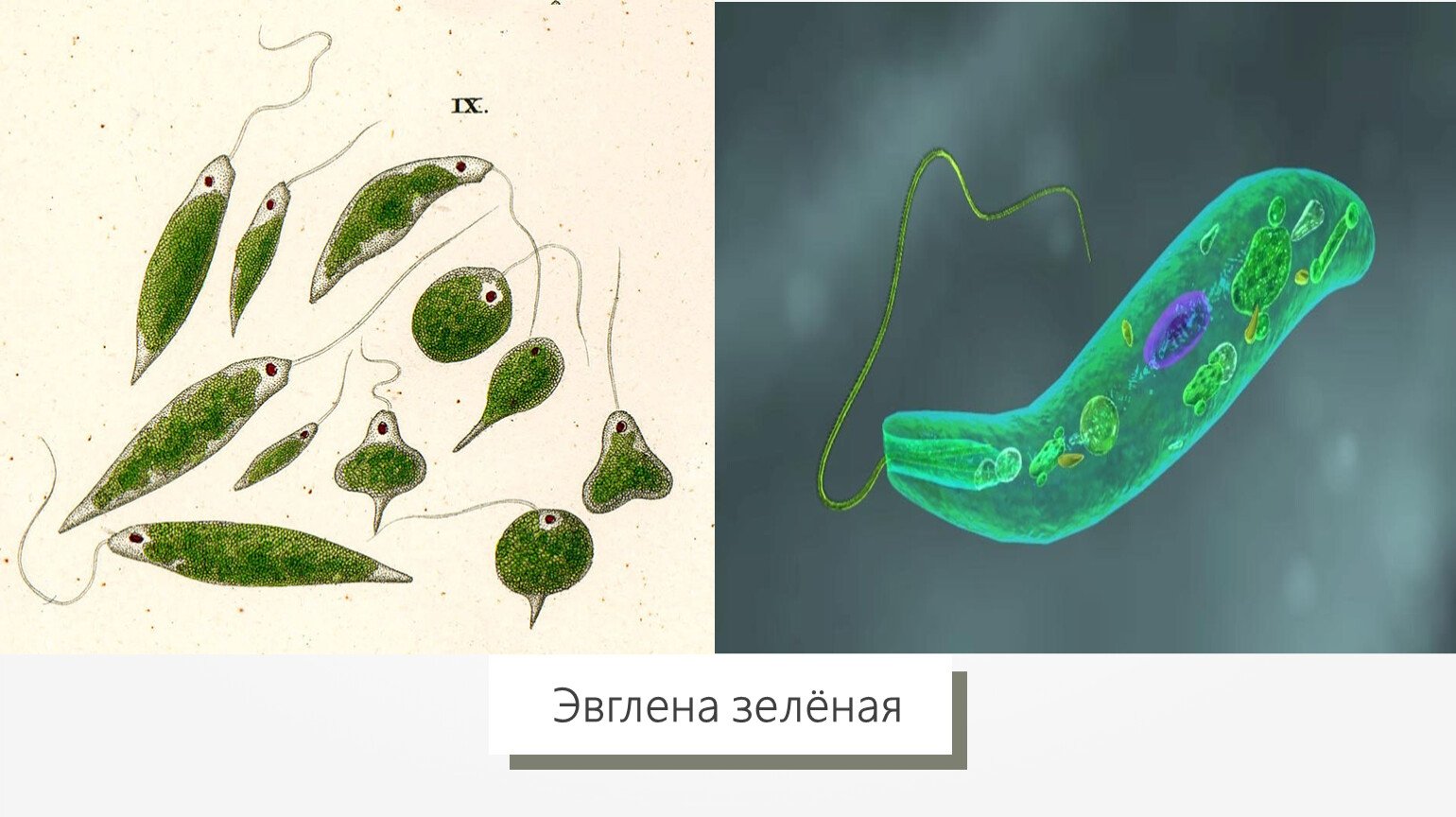 Прокариот автотроф. Одноклеточные водоросли эвглена зеленая. Эвглена зеленая прокариот. Эвглена зеленая микроскоп. Эвглена зеленая фагоцитоз.