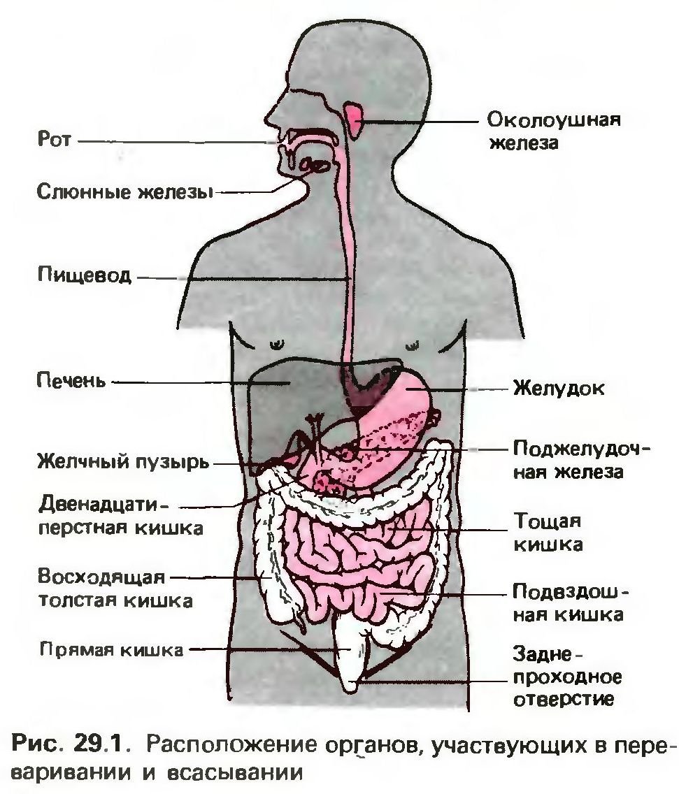 Рот пищевод кишечник. Пищеварительная система человека этапы пищеварения. Этапы пищеварения схема. Система пищеварения человека схема. Схема желудка и кишечника.