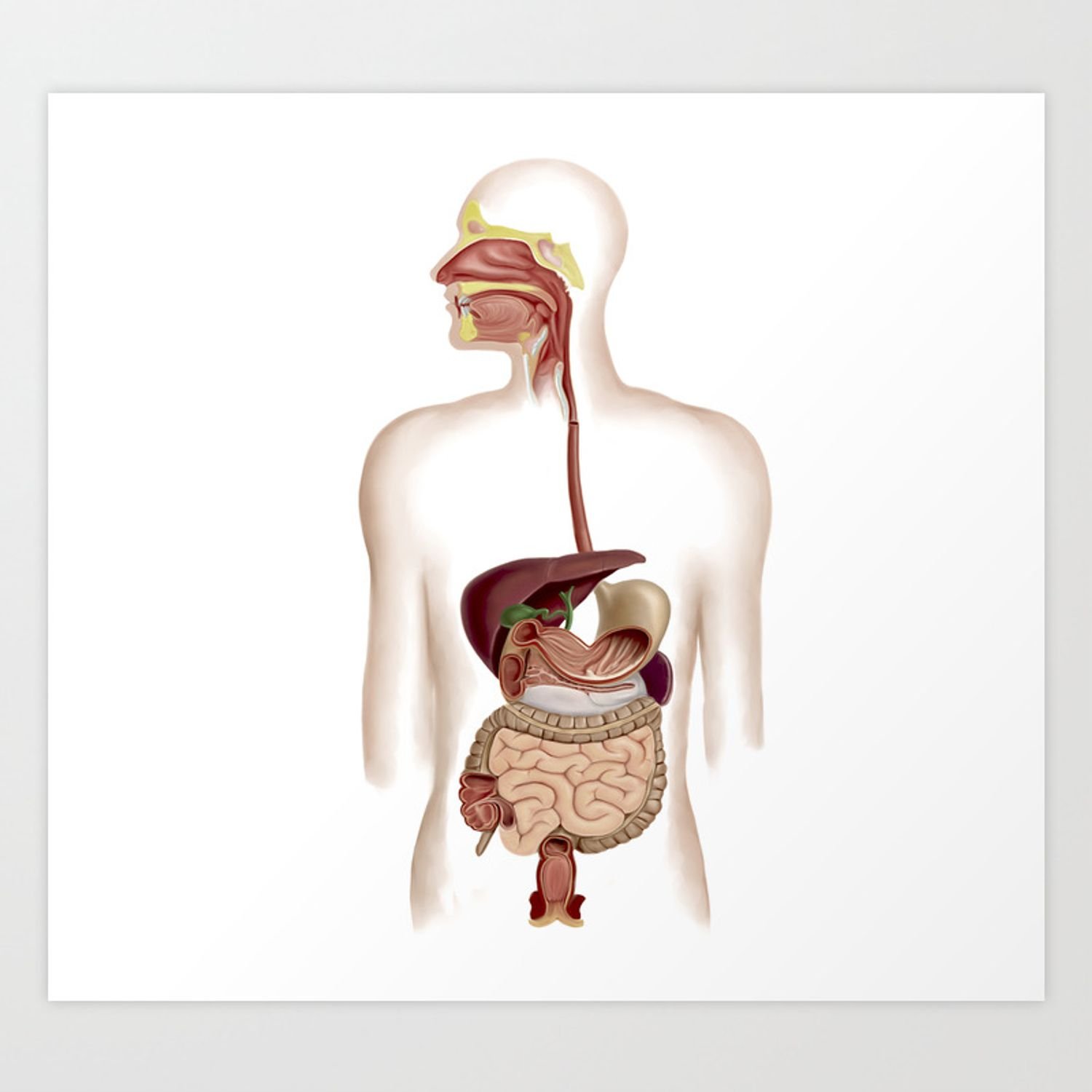 Рот пищевод кишечник. Пищеварительная система человека. Пищеварительный тракт человека. Система ЖКТ человека. Желудочно кишечный тракт это пищеварительная система.