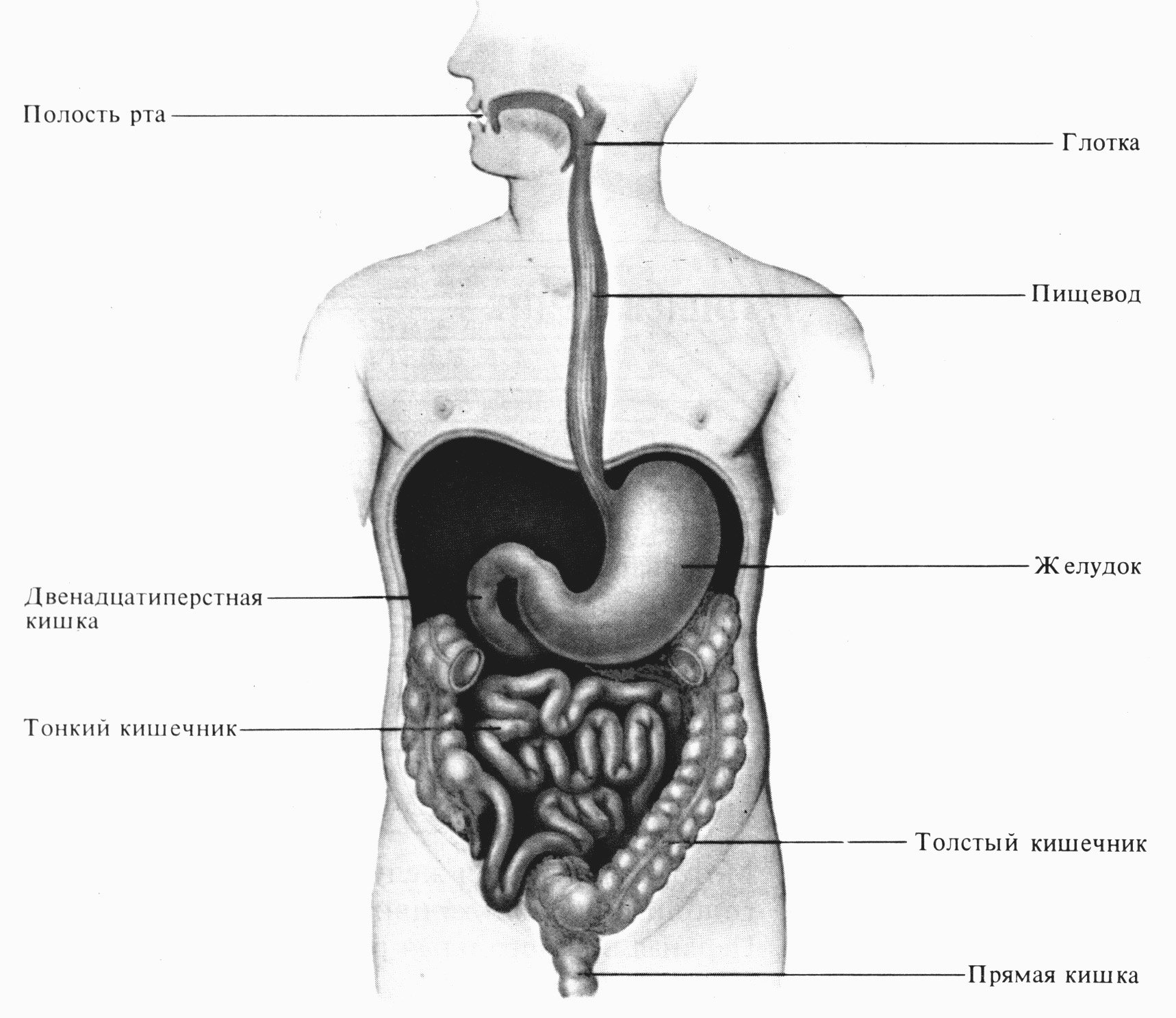 В какую систему органов входит пищевод. Строение ЖКТ человека схема с ребрами. Анатомия пищеварительного тракта человека. Схема ЖКТ человека рисунок. ЖКТ схема с ребрами.