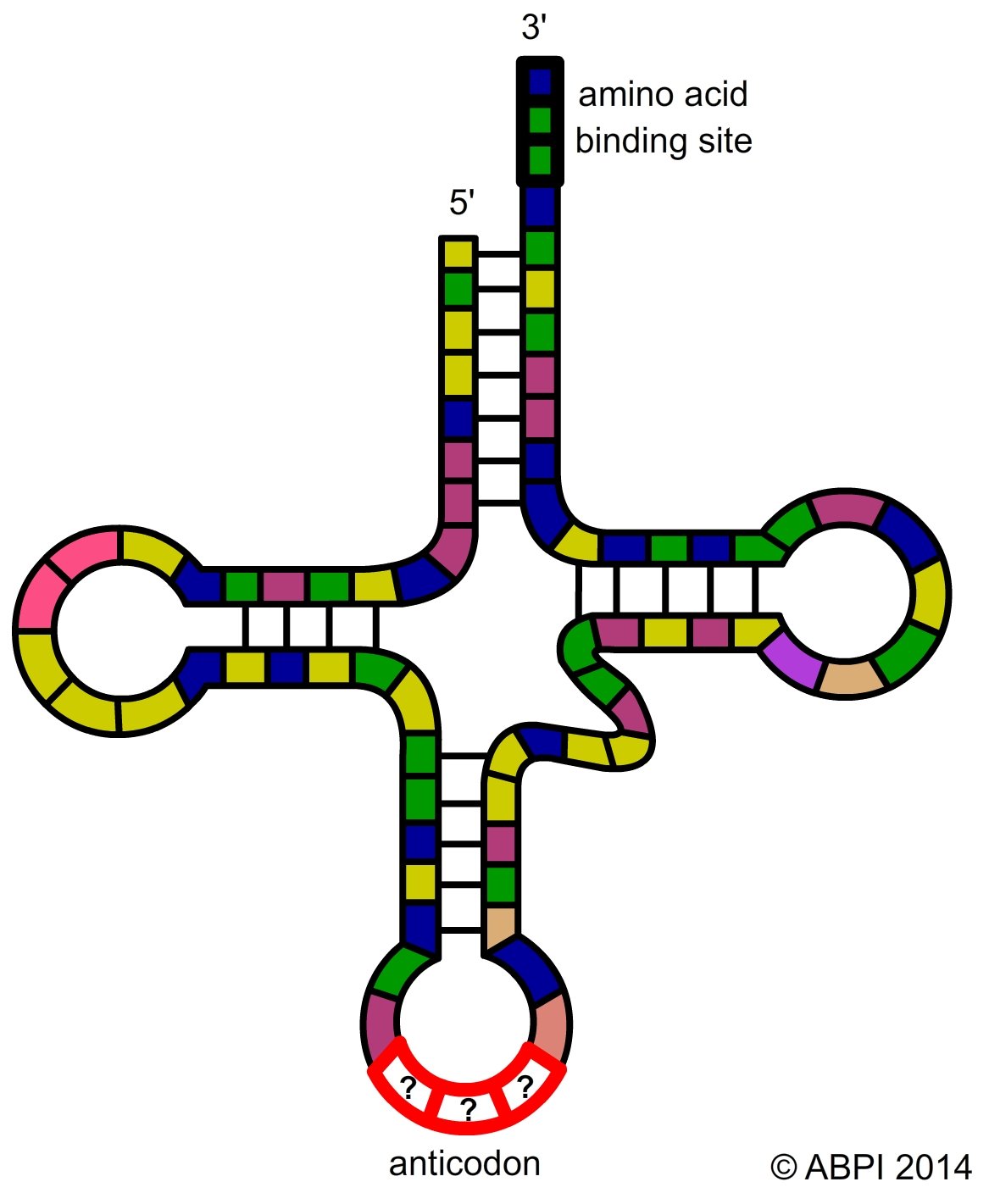 Рисунок молекулы рнк. Строение транспортной РНК. Трилистник т РНК. Т РНК строение. Молекула ТРНК.