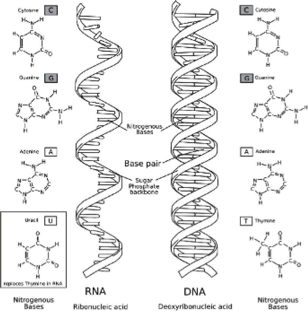 Структура молекулы РНК. Нарисуйте схему строения РНК. Структура рибонуклеиновых кислот (РНК).. Структура ДНК И РНК. Рисунок молекулы рнк