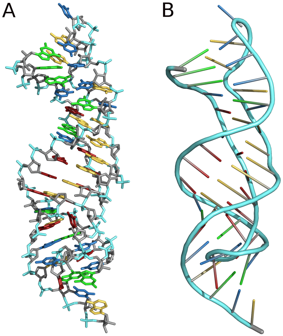 Псевдоузлы РНК. Рибонуклеиновая кислота строение. ДНК. Строение молекулы ДНК.