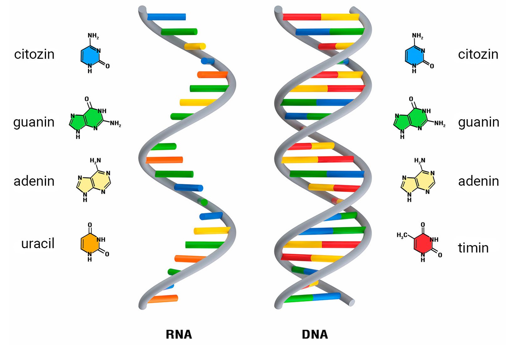 Рнк аденин тимин. ДНК РНК аденин Тимин гуанин цитозин. ДНК Тимин гуанин. ДНК аденин гуанин цитозин. Таблица гуанин цитозин Тимин РНК ДНК.