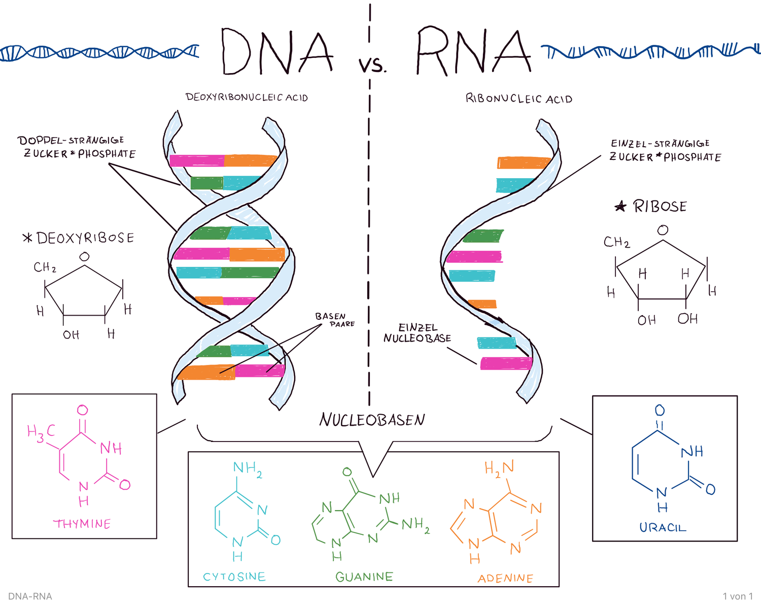 ДНК И РНК. ДНК И РНК кратко. ДНК И РНК отличия. Строение ДНК И РНК. Сравнить днк и рнк