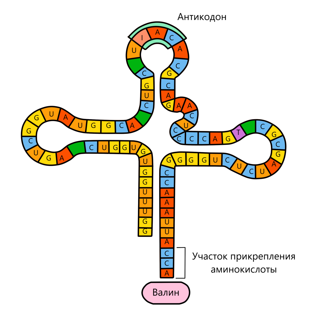 Рисунок молекулы рнк. Строение транспортной РНК. ТРНК это в биологии. Структура ТРНК рисунок. Строение ТРНК рисунок.