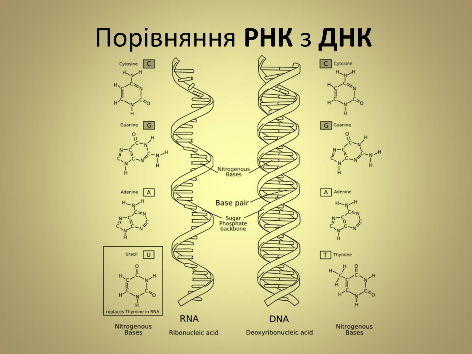 Концы днк и рнк. ДНК И РНК. Структура ДНК И РНК. Молекула РНК. Строение ДНК И РНК схема.