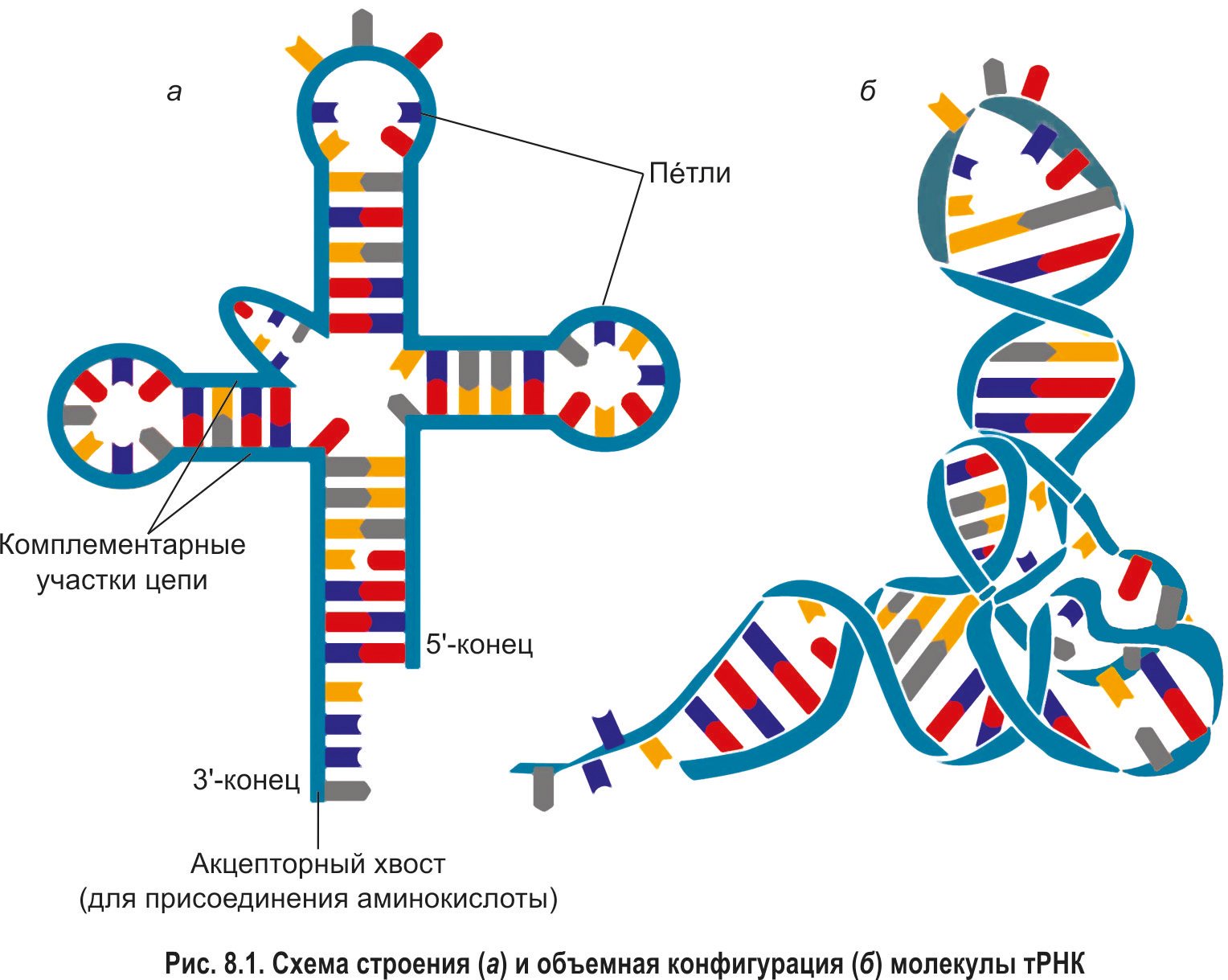 Молекула рнк представлена. Структура транспортной РНК. Структура т РНК. Строение молекулы ТРНК. Трехмерная структура ТРНК.